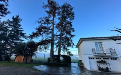 Arbre dangereux dans mon jardin : que faire en Lot et Garonne ?