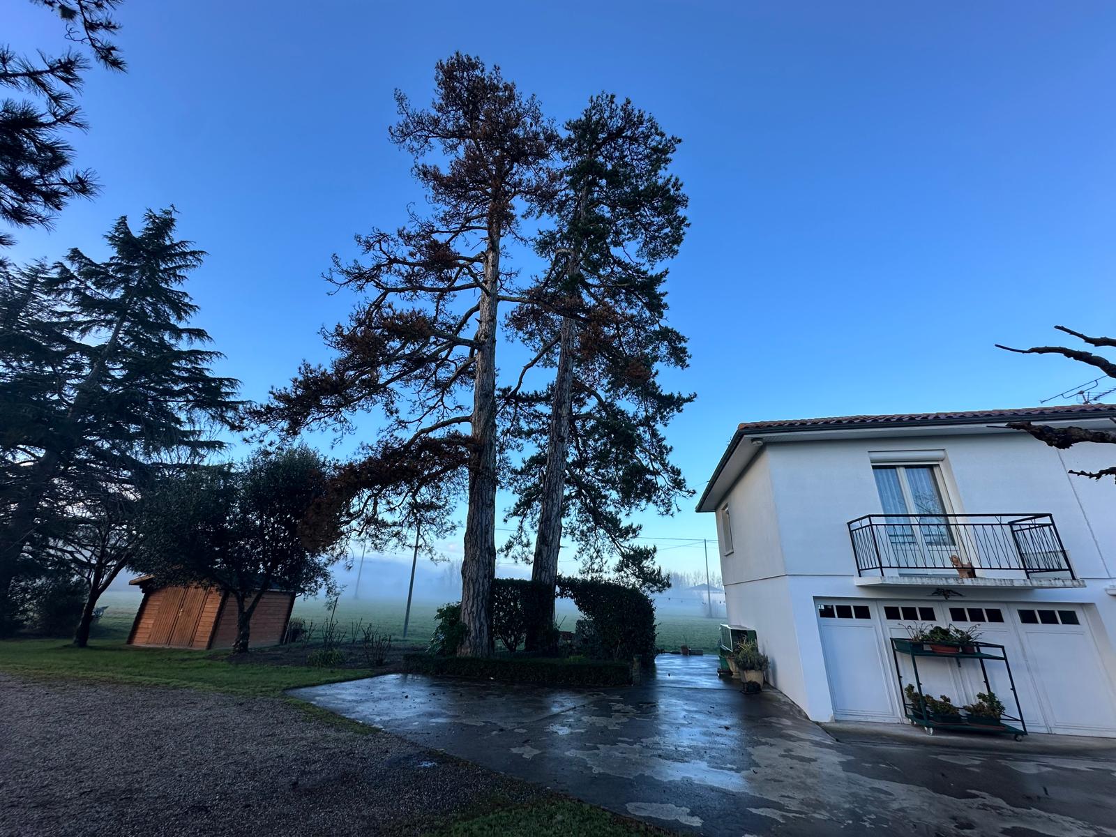 Pins menanants pour une maison abbatage lot et garonne