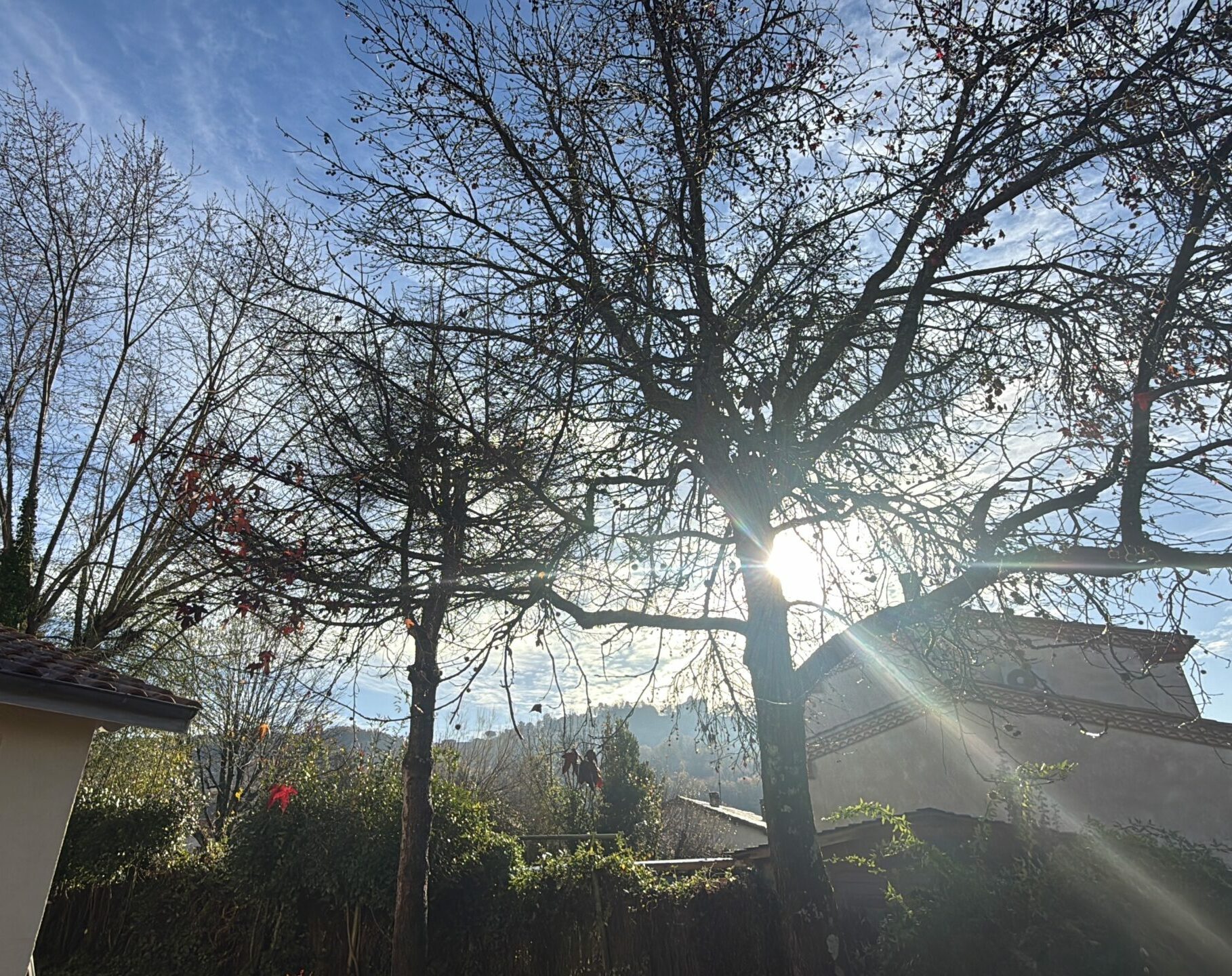 Élaguer ses arbres Lot-et-Garonne hiver