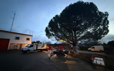 Quelle est la meilleure saison pour l’élagage de ses arbres à Villeneuve-sur-Lot ?