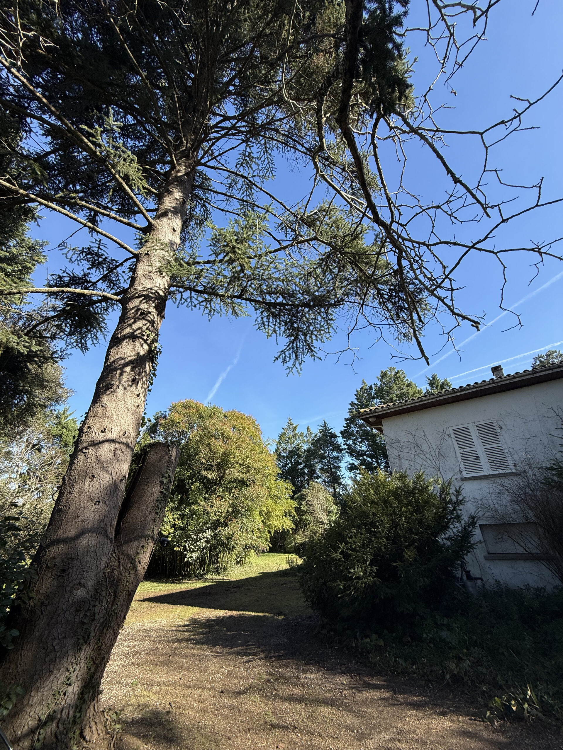 Élaguer ses arbres Lot-et-Garonne hiver