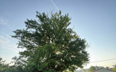Abattre un chêne de 150 ans en Lot-et-Garonne : 3 contraintes à connaître