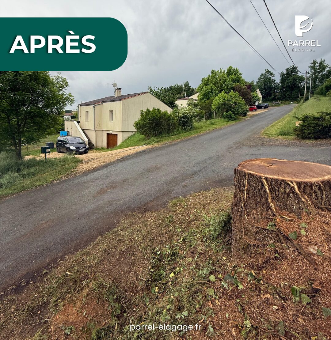 abattre un chêne