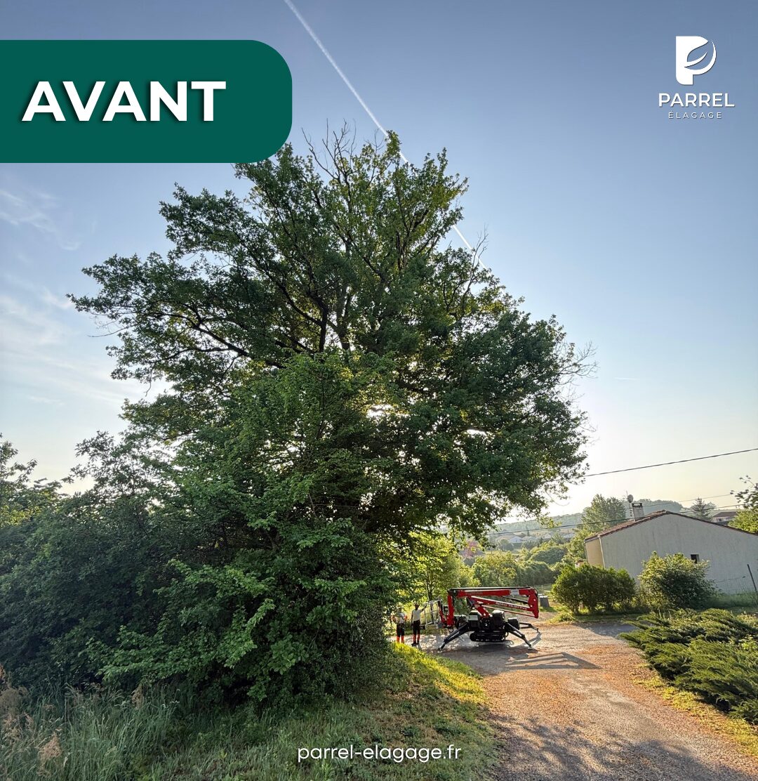 abattre un chêne