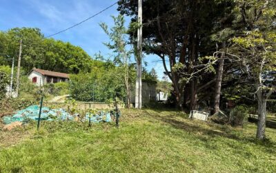 Que faire après un orage pour vos arbres en Lot-et-Garonne ? 3 réflexes essentiels