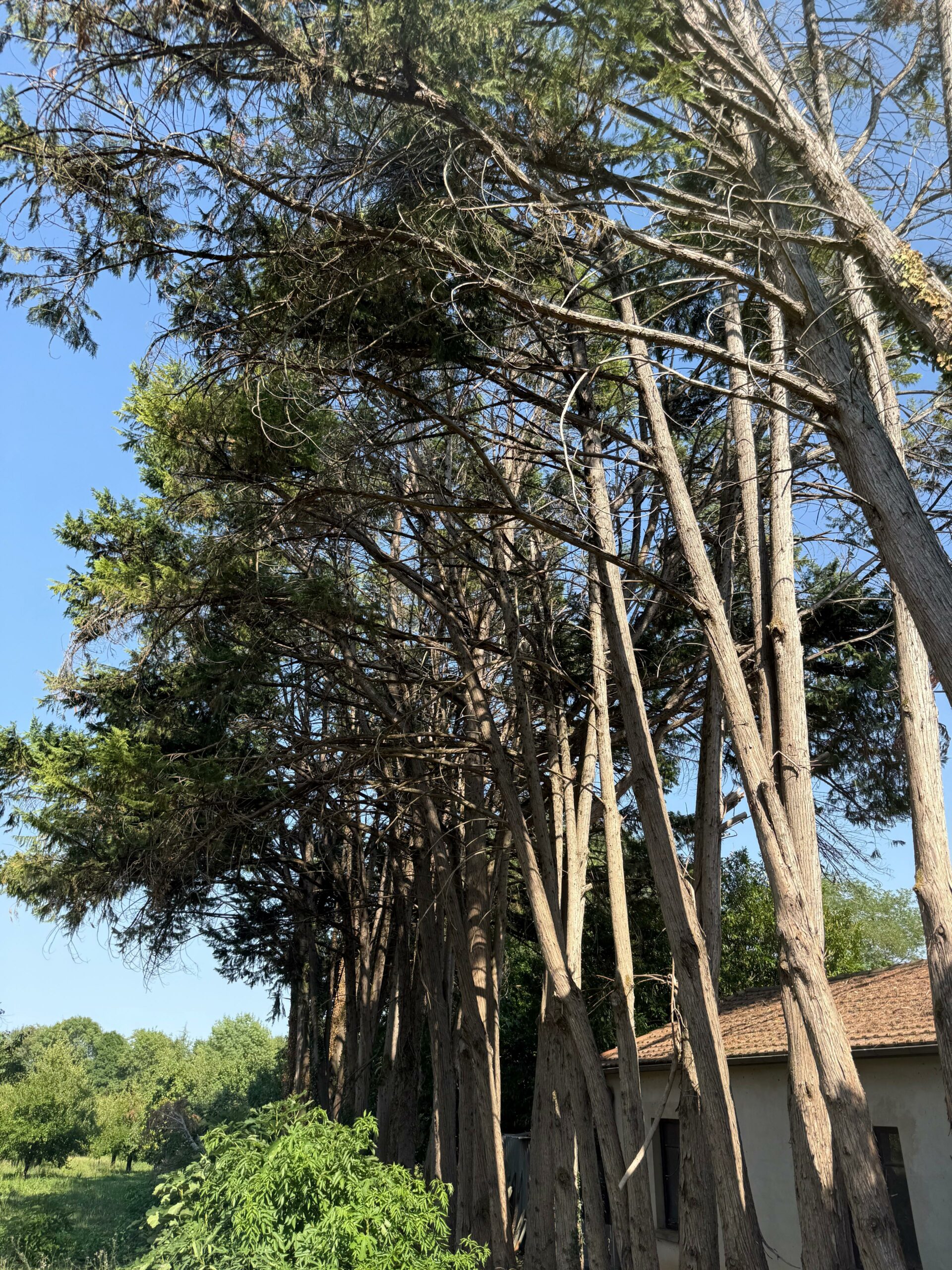 Élagage d'un arbre en été en Lot-et-Garonne : risques