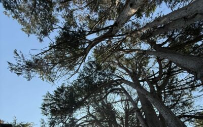 L’automne, la meilleure saison pour élaguer vos arbres en Lot-et-Garonne